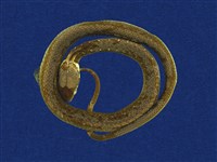 藏品(梭德氏游蛇)的圖片